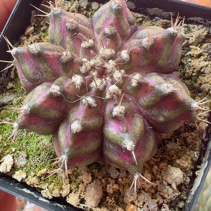 恭喜发财哈哈哈哈哈