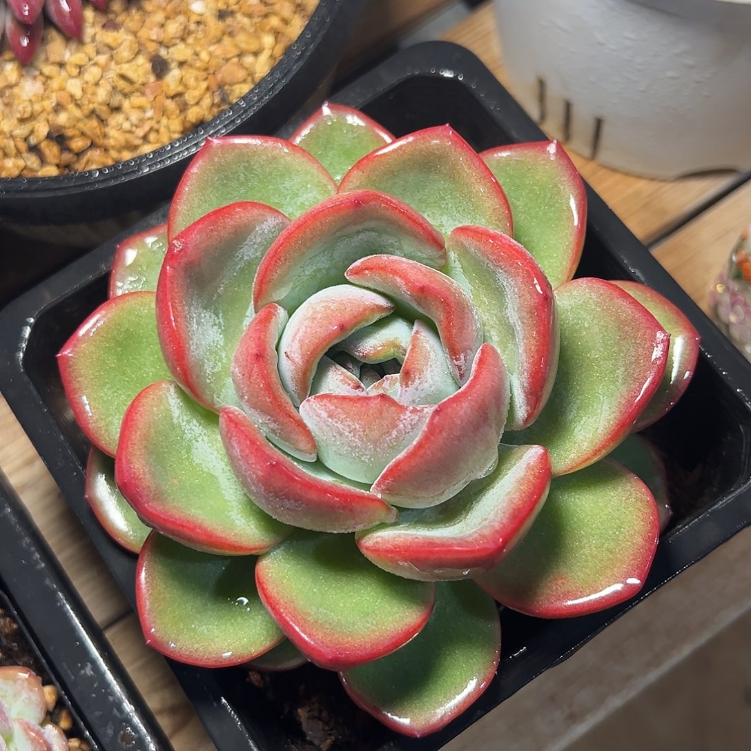 8-24-37精控泡芙梦露