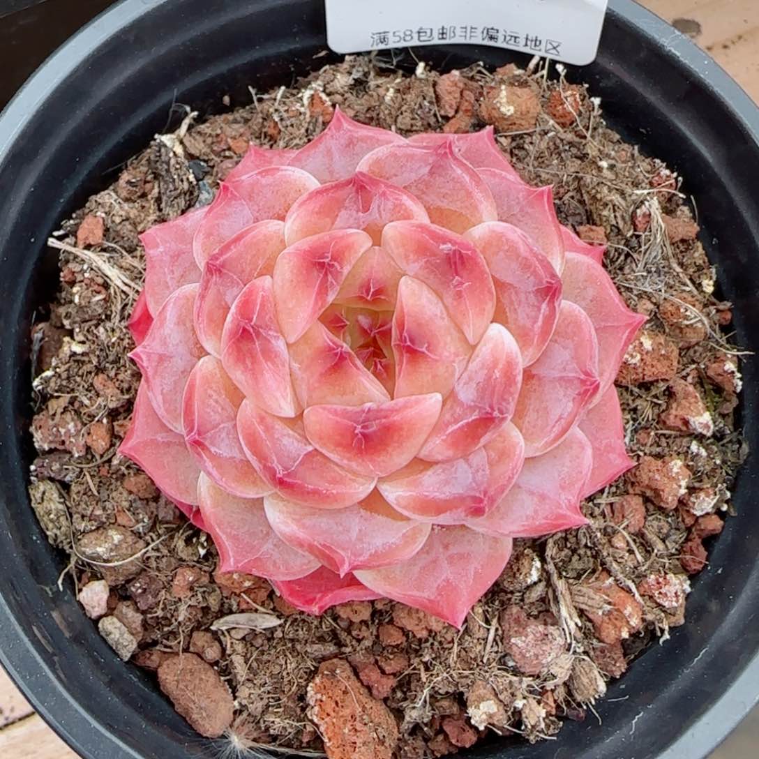 冰魄，2994多肉植物