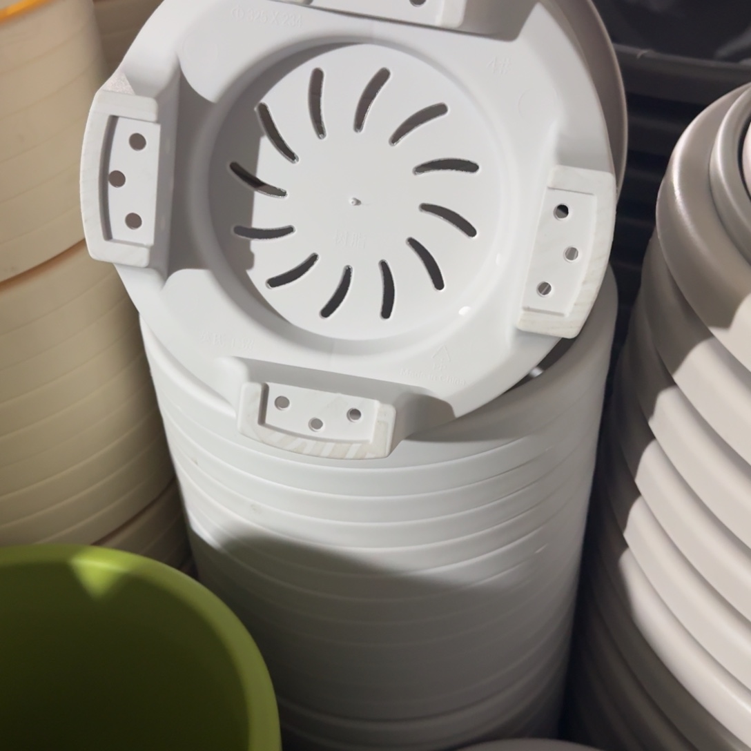 球根4号5个灰白色的