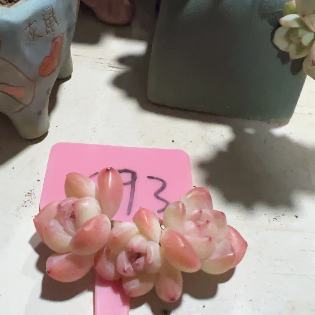 多肉植物一物一拍