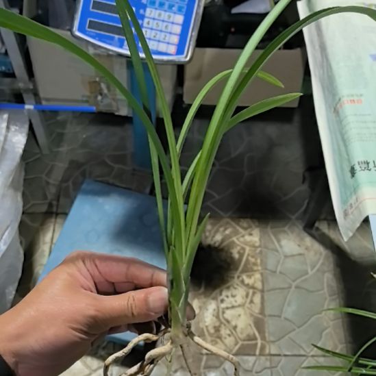 完全开放天府荷子母苗