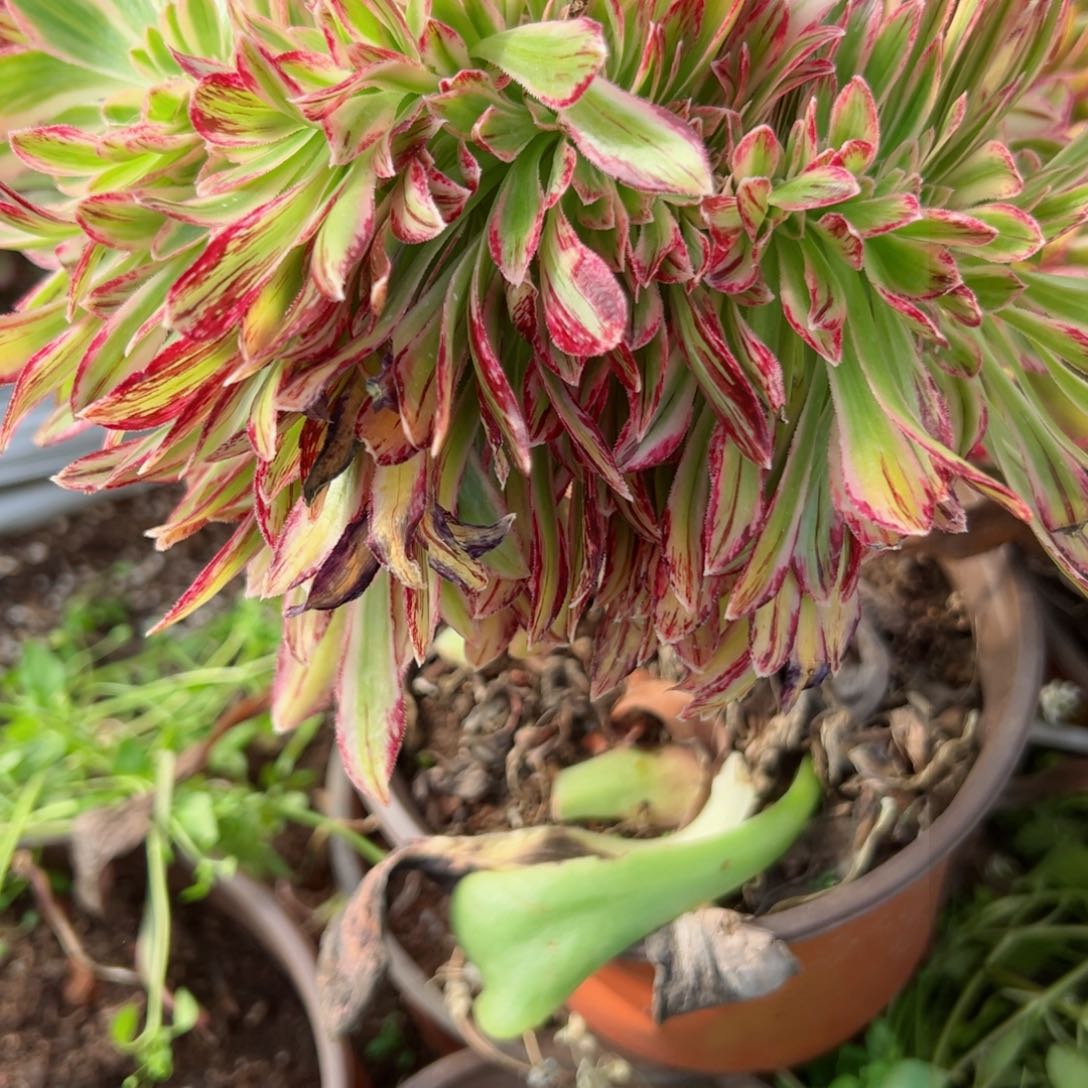 我7271 号多肉法师新年特价