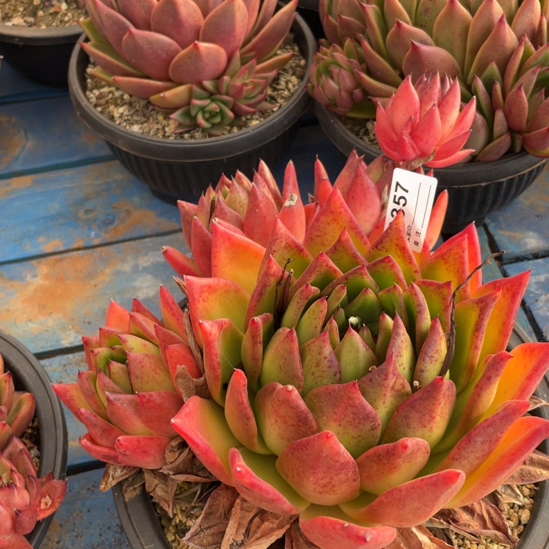 无花朵若茹东云单拍B357