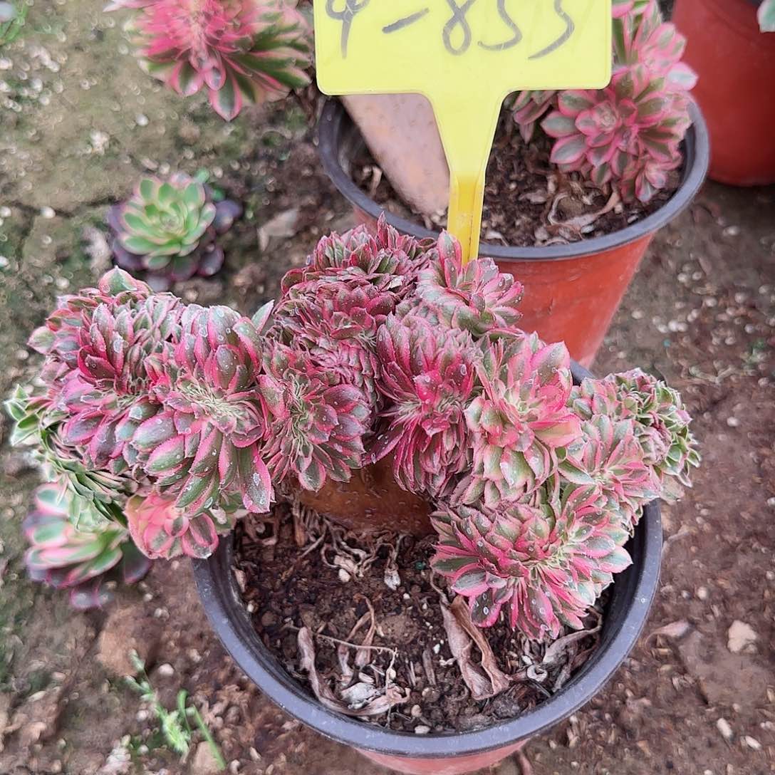 4-853---多头多肉植物