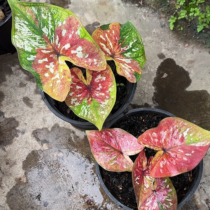 m***吖13-1201两颗彩叶芋广东现货