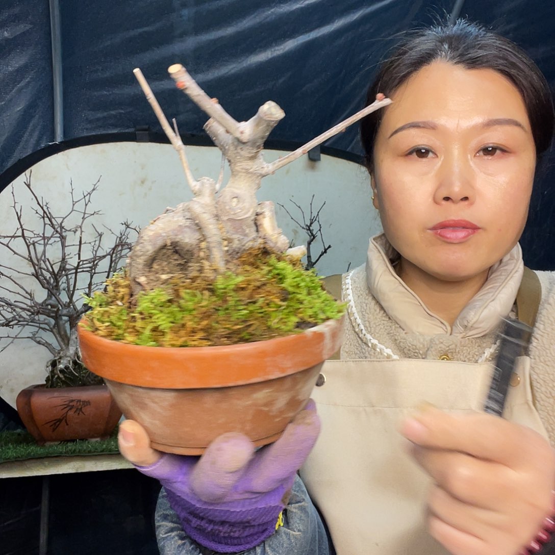 无花朵海棠东阳锦160
