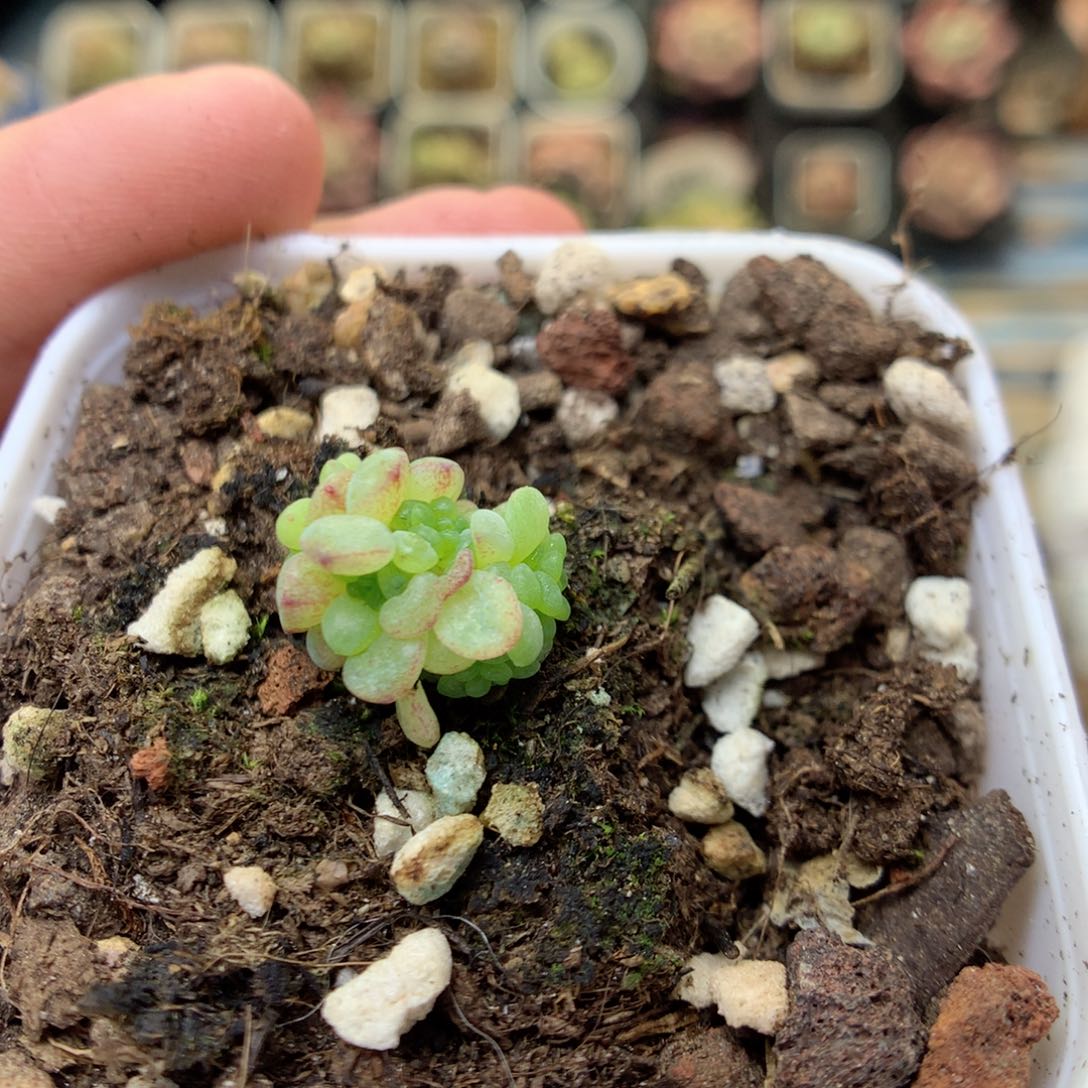 G109定繁葡萄叶q 88