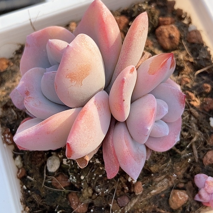 多肉去奶茶720多肉