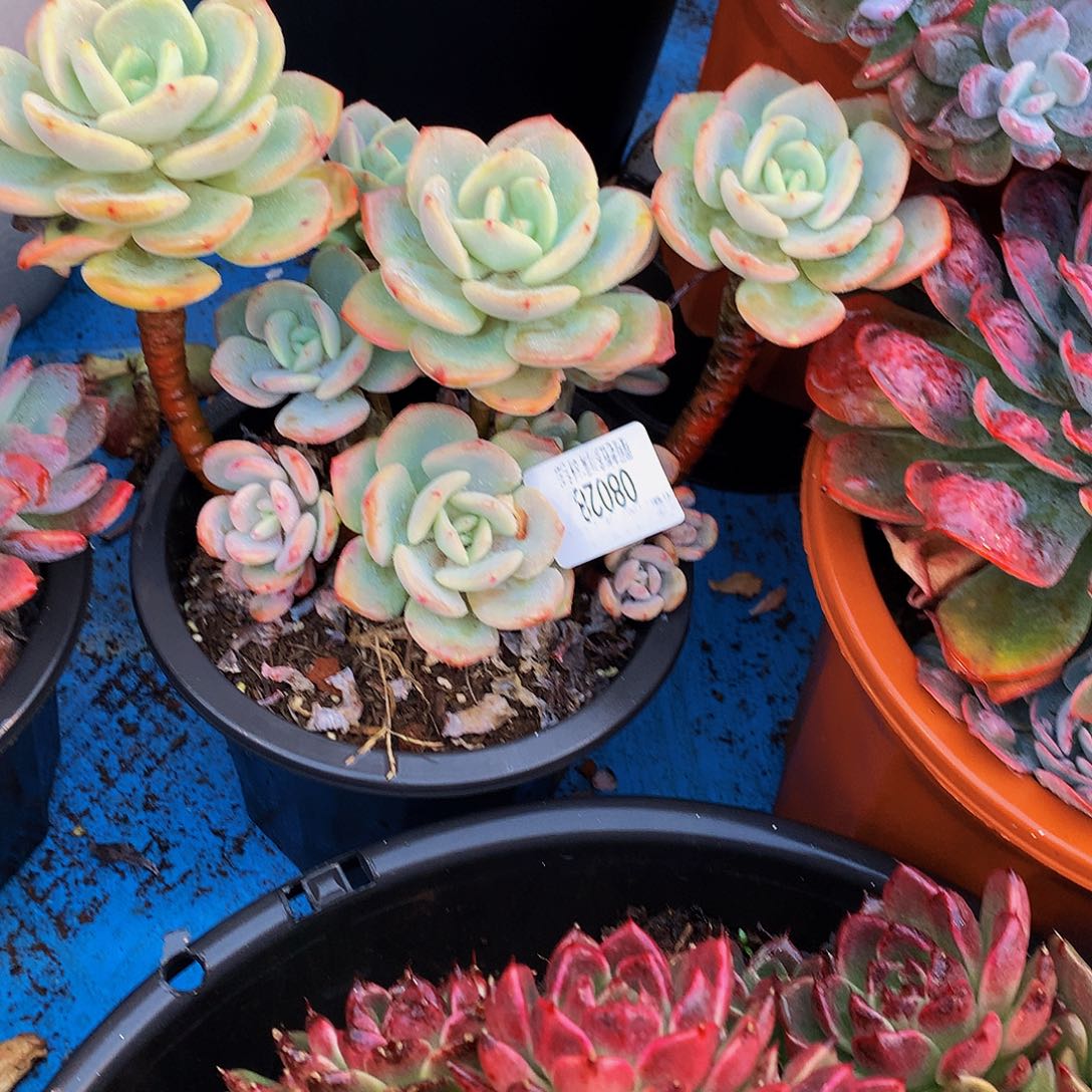 诗***情   白月光多肉08028