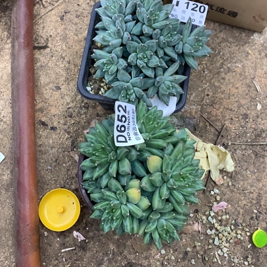 小***ε美人两颗120 652 亏本处理退款拉黑7-8天发