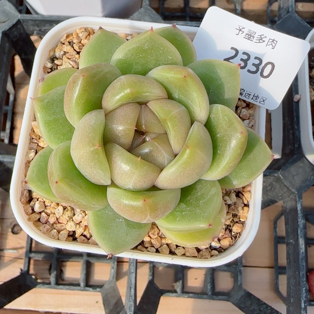 皮埃拉，2330多肉植物