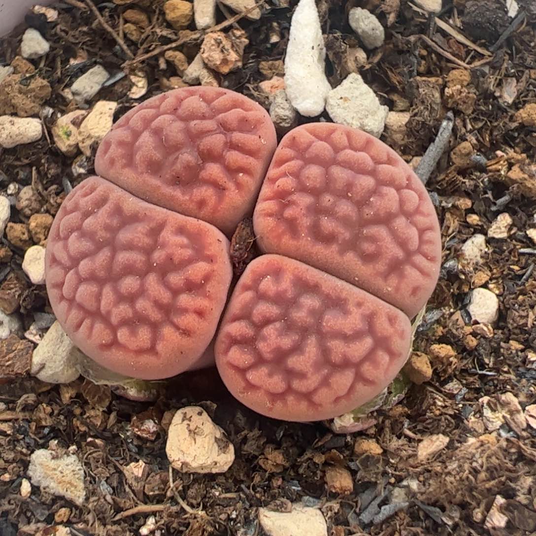 脑纹富贵多肉植物