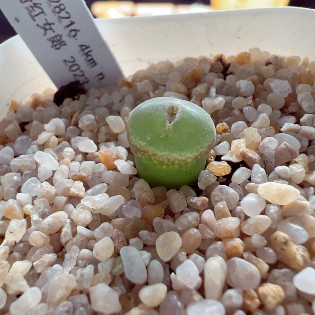 525-102的粉红女郎多肉