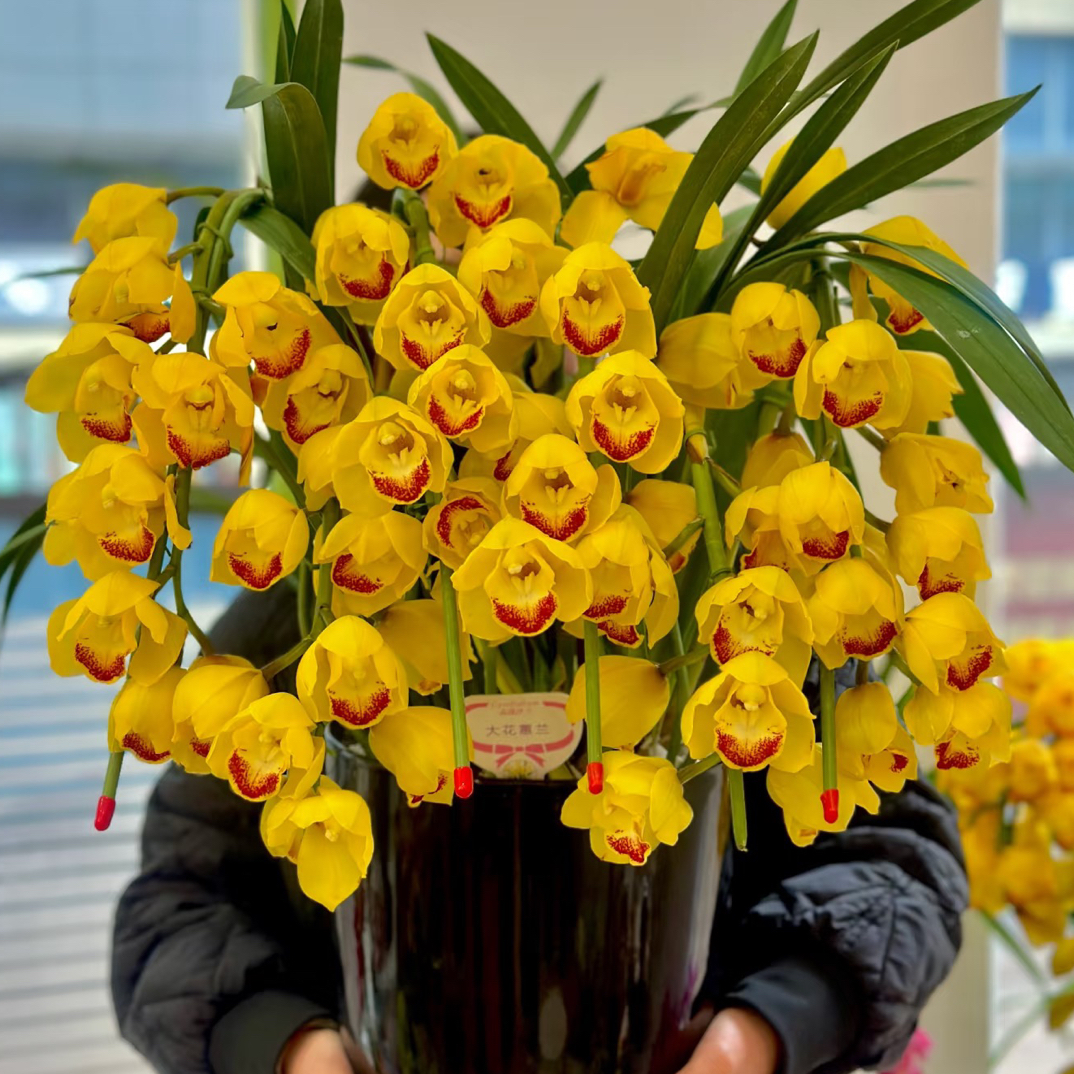 【月影】浓香黄色红唇 花期超长 好养室内室外 花盆破不售后