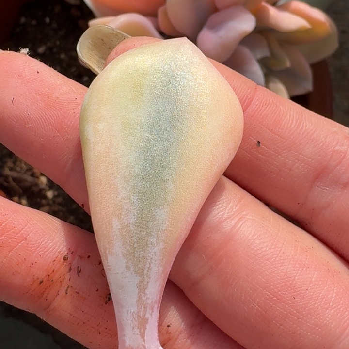 丘比特叶片一物一拍