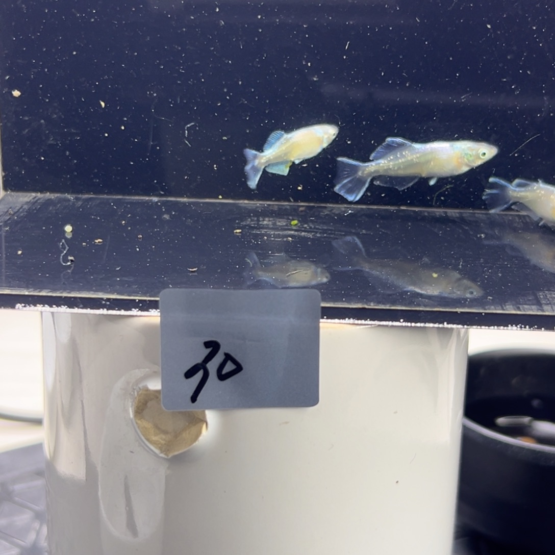 青鳉鱼30。     b 