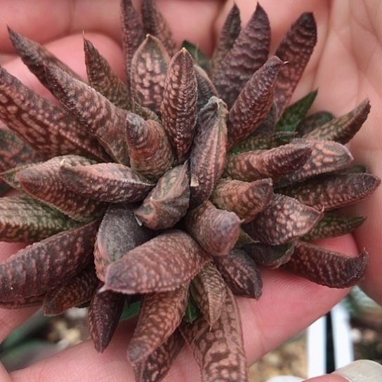 大理石女王硬叶群生