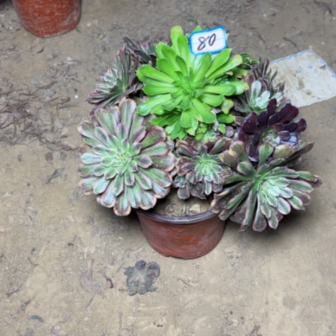 【闪购商品】多肉植物花脸80