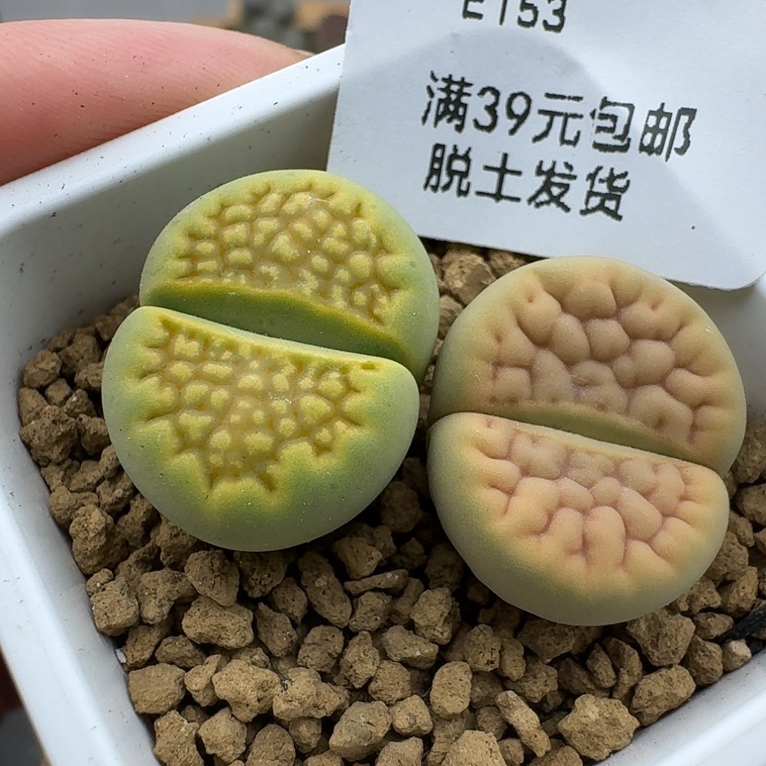 153多肉哈哈哈哈哈哥哥