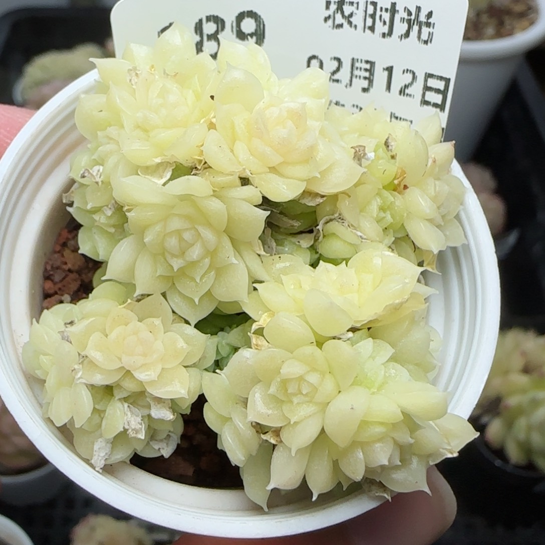 0212-189白珠光麦秆