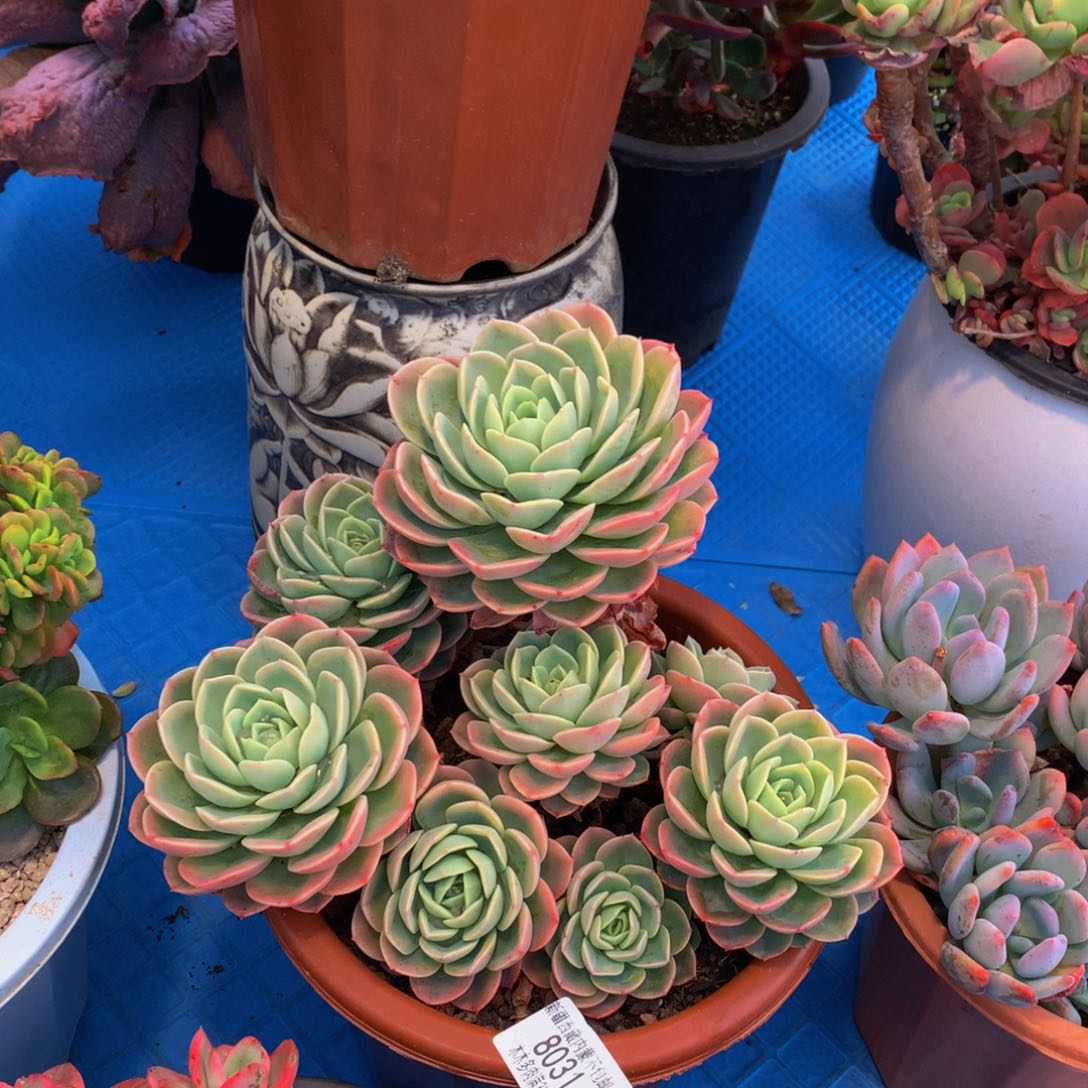 胖***子8031哈密瓜多肉