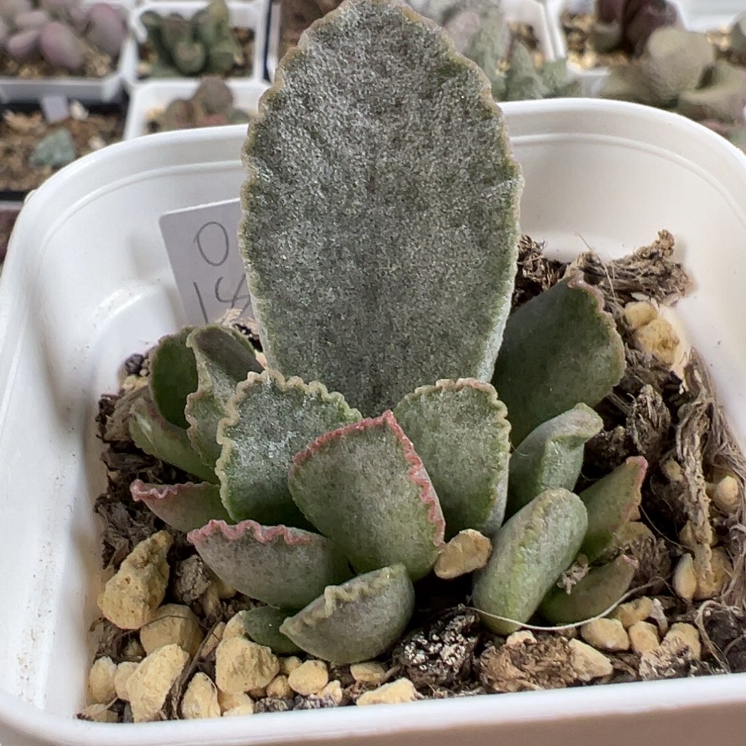 w蕾丝边实生新品多肉植物水泡