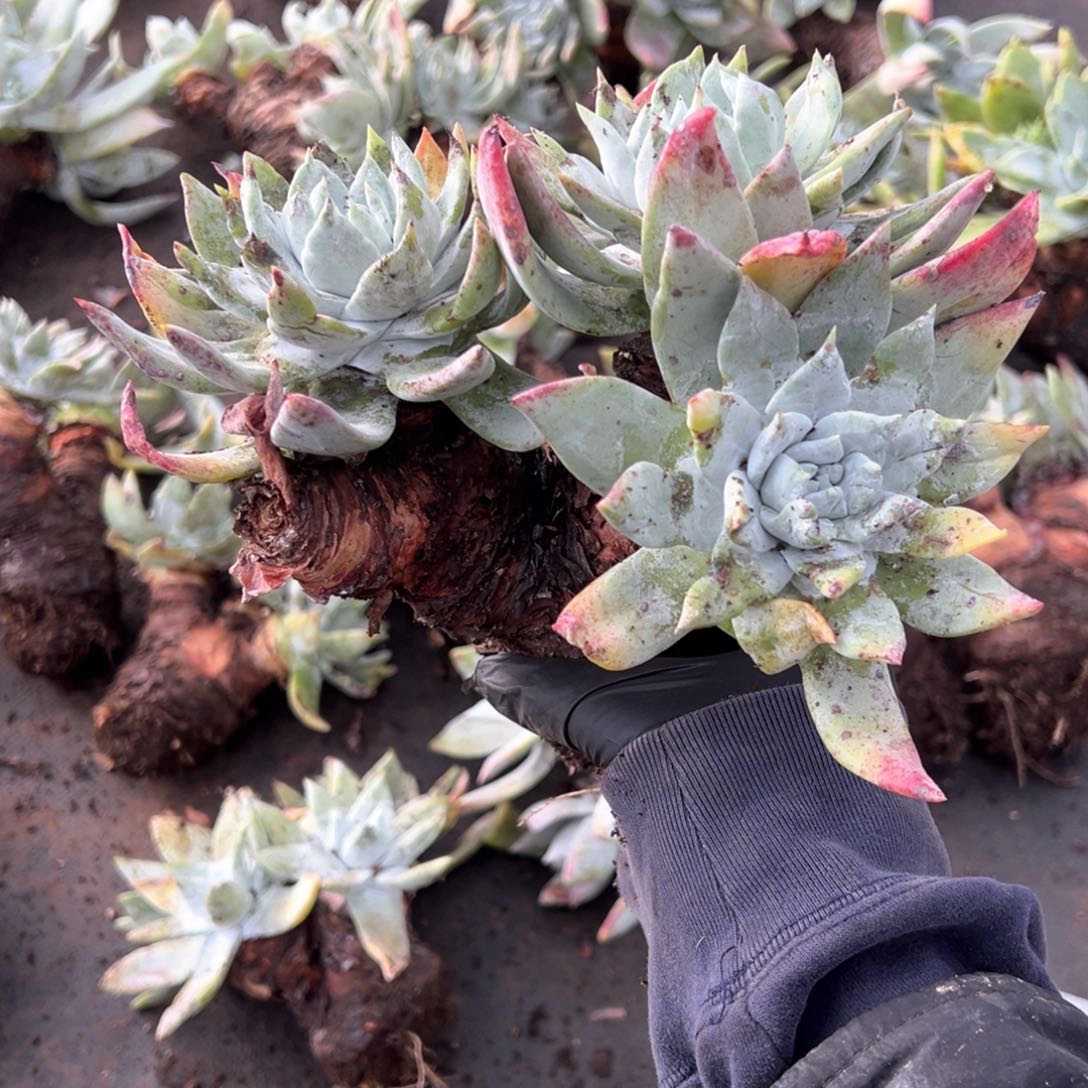  300瑕疵三头牡丹苹果叶无售后