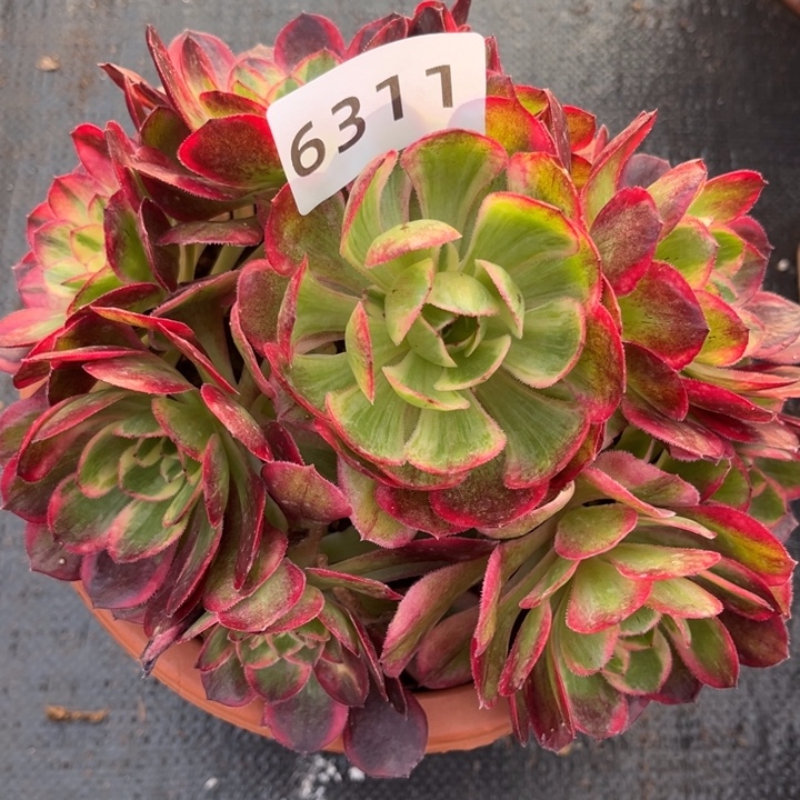 新品赤子心特价多肉