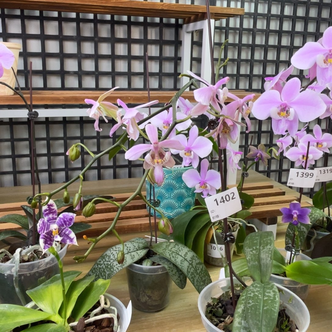 杉***）完全开放西TKB-1402