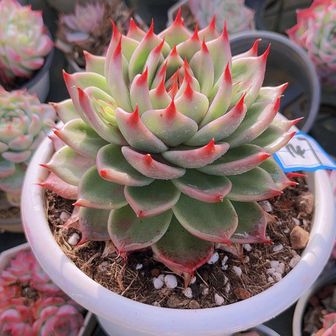 托斯卡10.5公分999999999