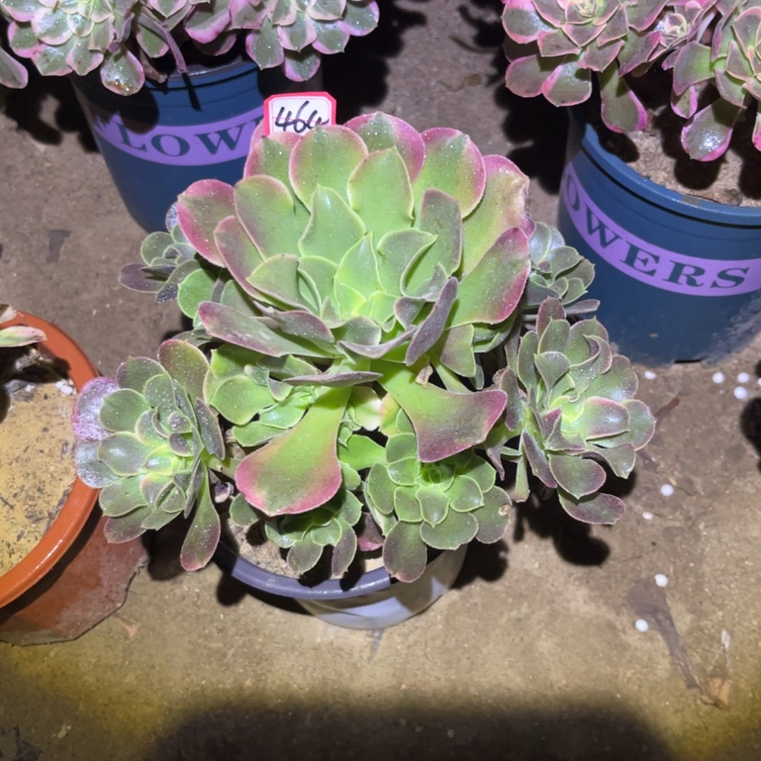 464多肉植物香妃法师