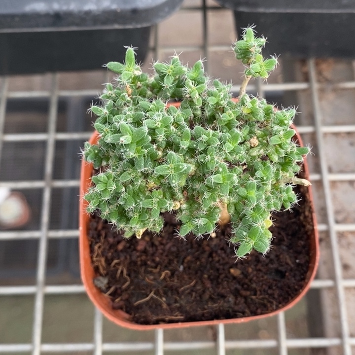 伯克利和格蕾纳等著名的