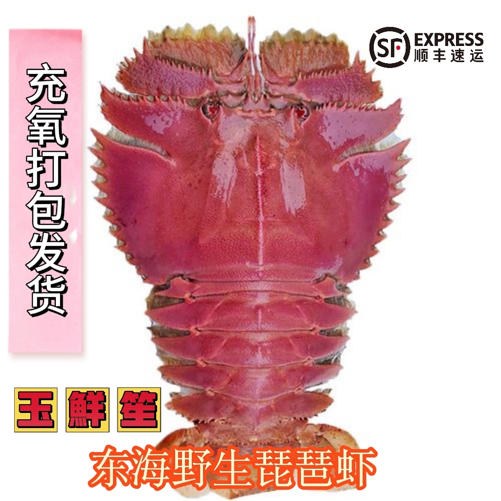 【小号】东海野生琵琶虾九齿扇虾海鲜（充氧打包 包鲜包肥 不包活）