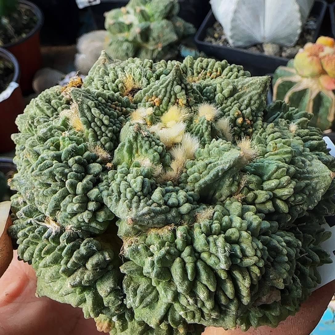 怒涛541落地无根