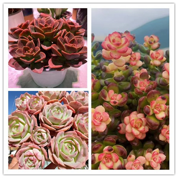 XS 彩虹胭脂豆+红酒玫瑰+克罗蒂亚  新手好养带盆栽好