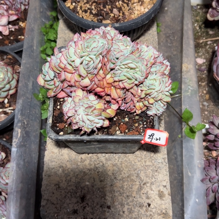 姐***7精品多肉植物老桩牡丹亭缀