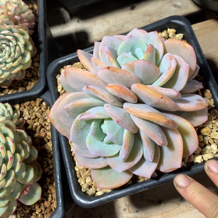 多肉植物多肉植物奶茶