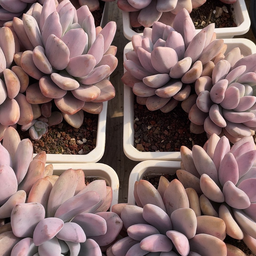 奥普琳娜锦双头精控14厘米可挑