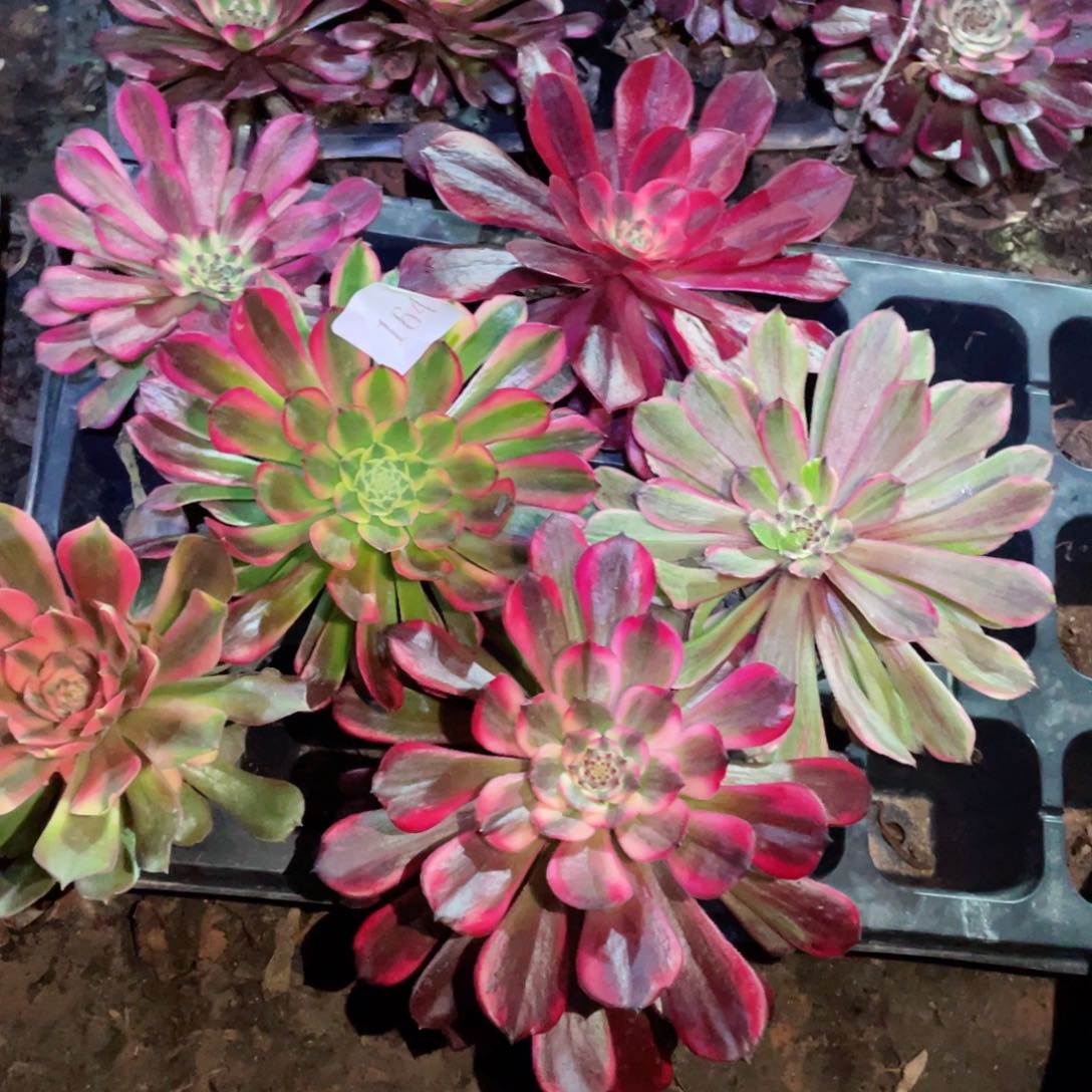 多肉植物组合6颗164