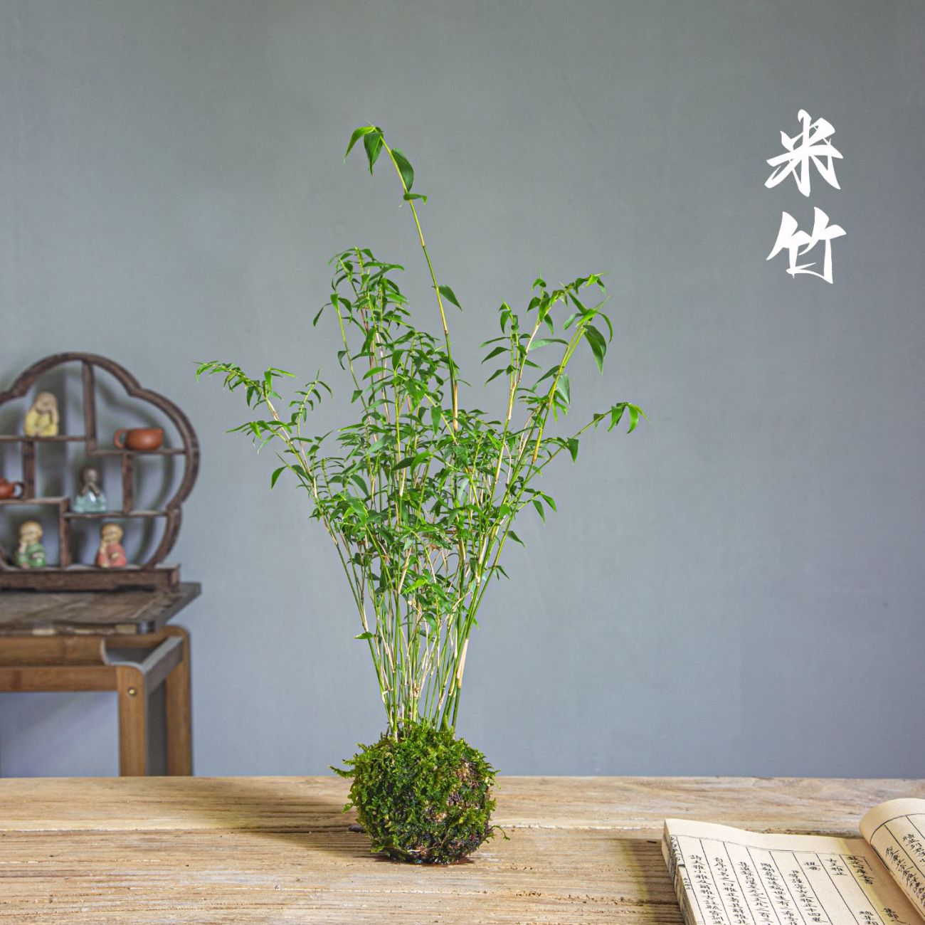 米竹室内水培鱼缸植物盆栽禅意竹子凤尾竹观音竹带根玻璃瓶苔藓球