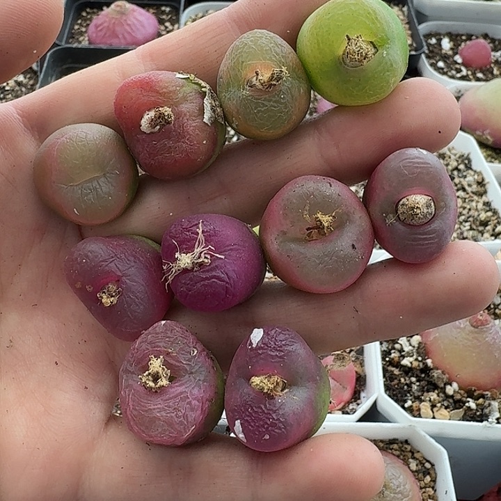 老马生石花毛毛2009