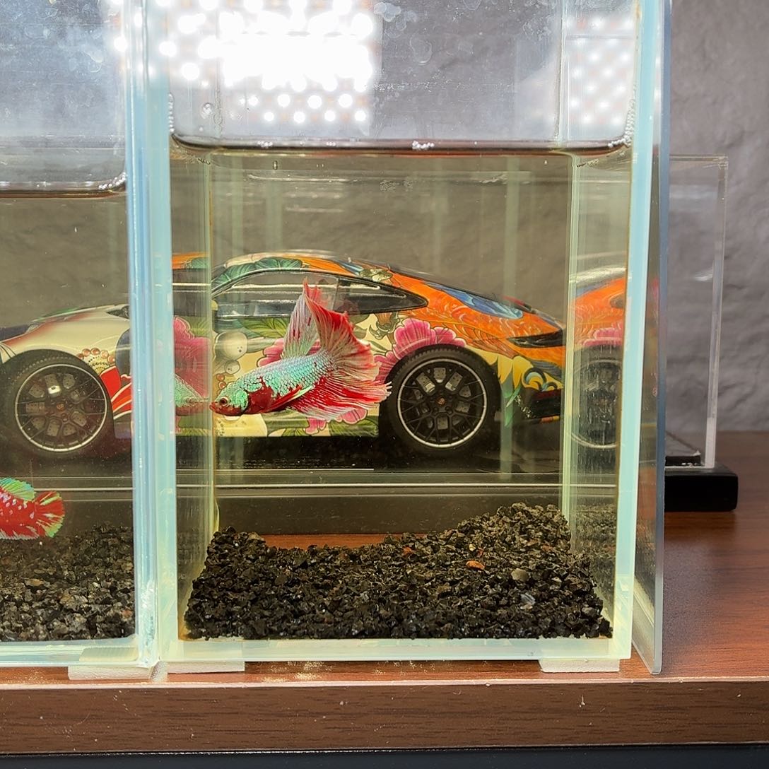 斗鱼彩金电摇半月