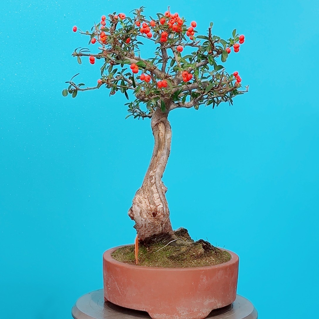 大***简无花朵火棘吉祥果大盆栽