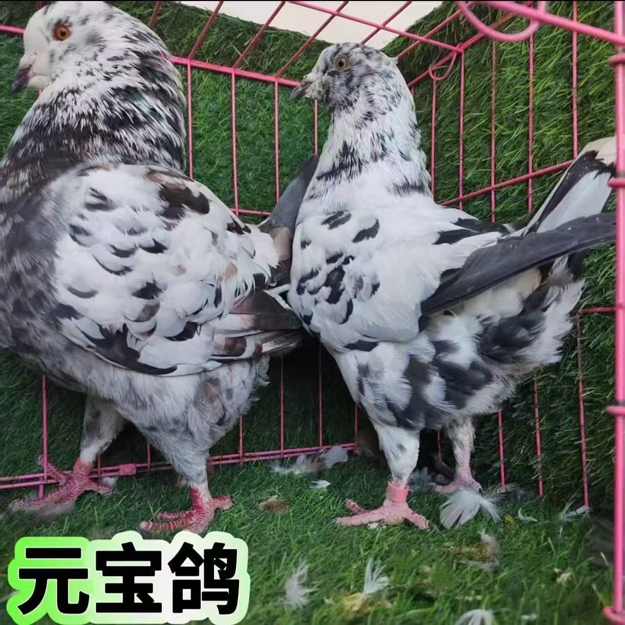 元宝鸽观赏鸽子大体元宝鸽子雪花鸽子白色鸽子顺丰快递包邮包活
