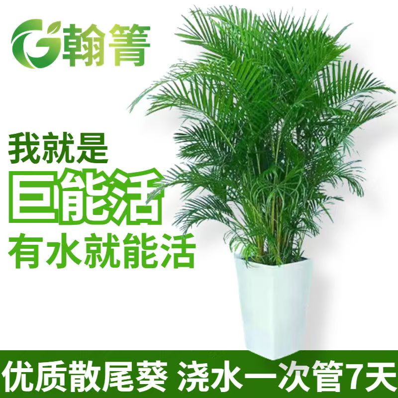 80-1米富贵椰子大型绿植室内客厅盆栽净化空气四季常青好养活