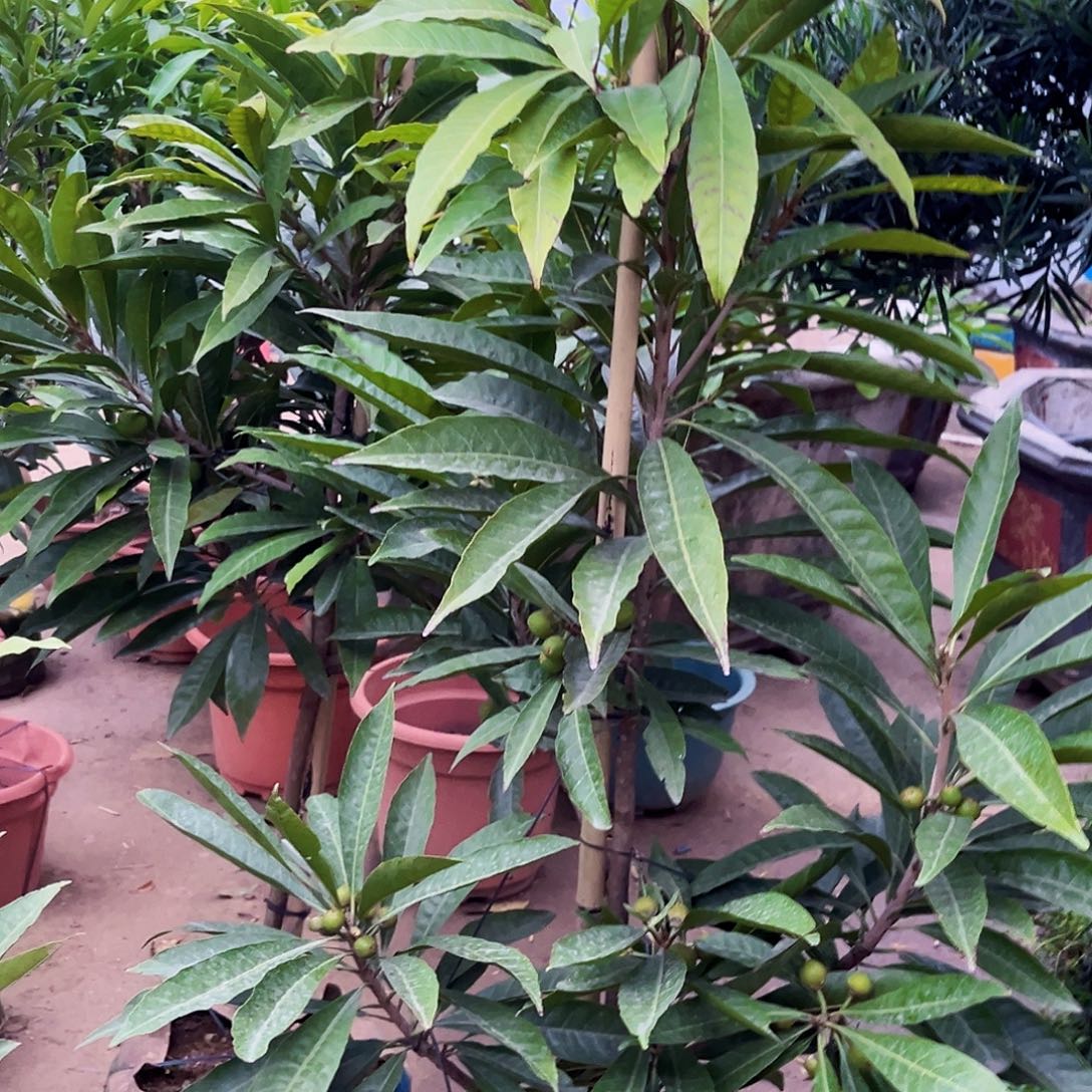 得***茶无花朵88888888888888