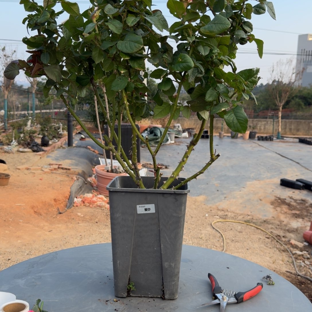 当前无花栽培后可以开花爱莎