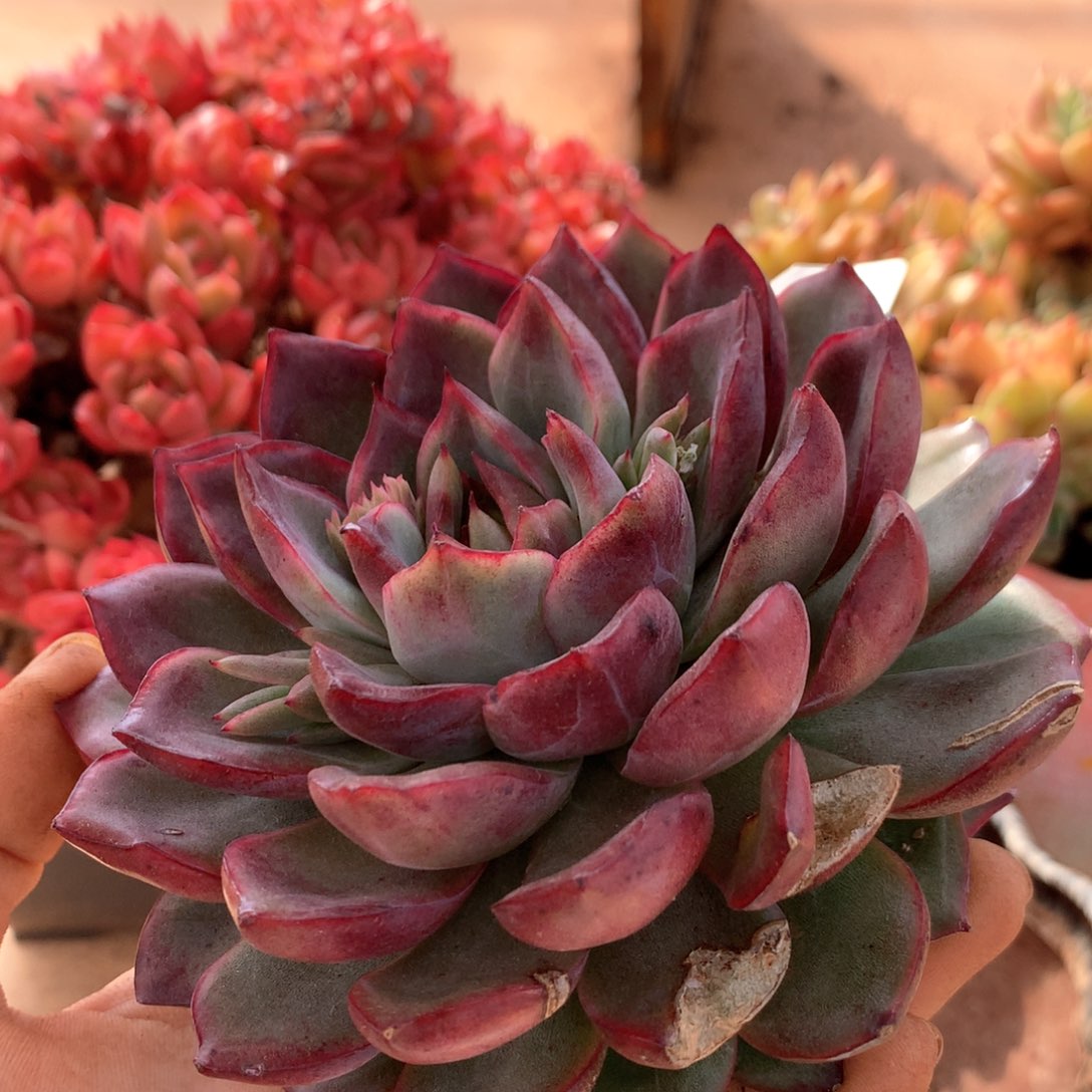 6802有叶伤特价不售后