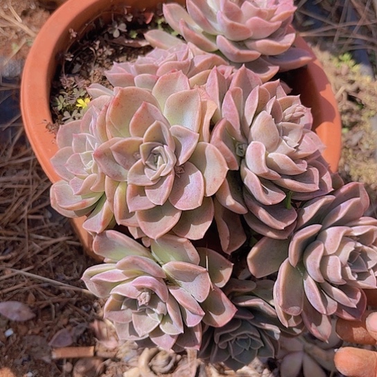 多肉植物。。。。。。。。。。。。。。。。。